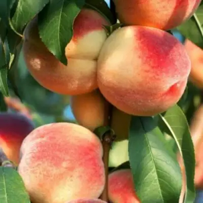 Персик ЛОЙКО 2 в Слуцке