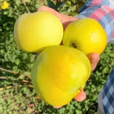 Яблоня КАЛУЖАНКА в Слуцке