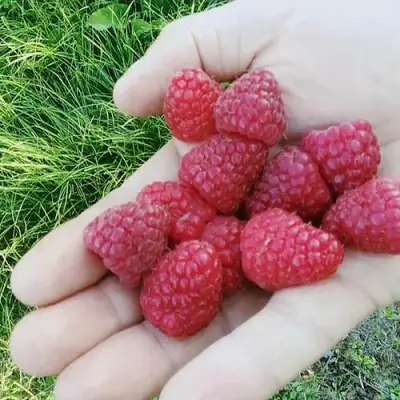 Малина ПОЛЬКА (ПОЛКА) в Слуцке