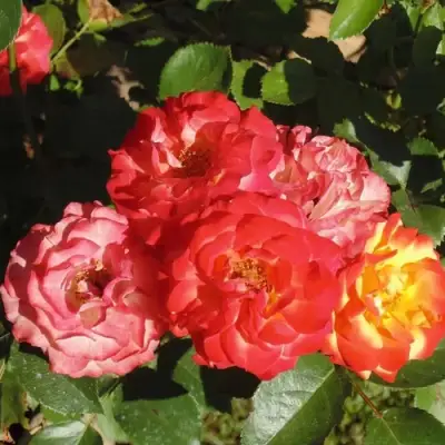 Роза ТАЙФУН спрей в Слуцке