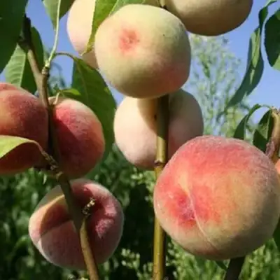 Персик ДОНЕЦКИЙ БЕЛЫЙ в Слуцке