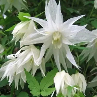 Княжик АЛЬБИНА ПЛЕНА белый махровый в Слуцке