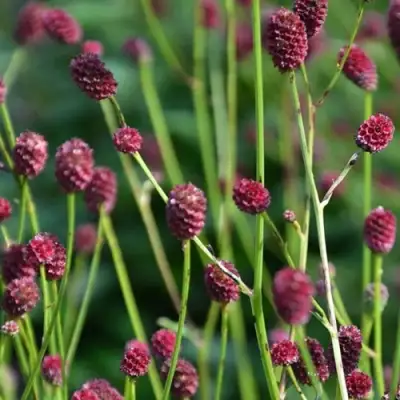 Кровохлебка ЧОКОЛАТ ТИП в Слуцке