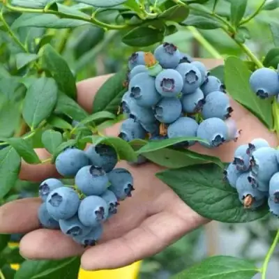 Голубика ТОРО в Слуцке