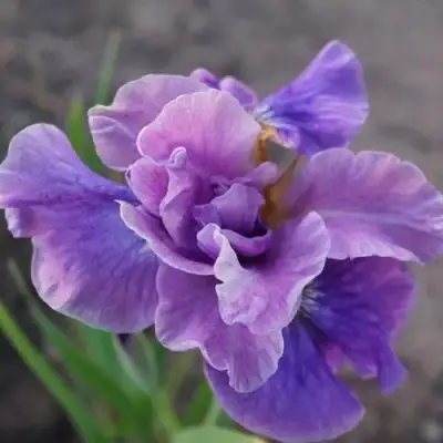 Ирис ХЭВИНГ ФАН сибирский в Слуцке