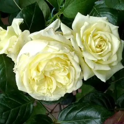 Роза ЭЛЬФ плетистая в Слуцке