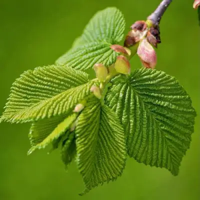 Вяз обыкновенный в Слуцке