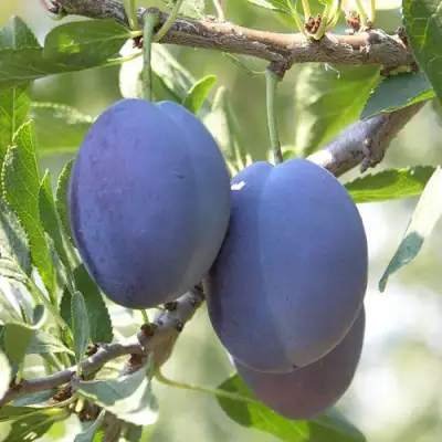 Слива СТЭНЛИ в Слуцке