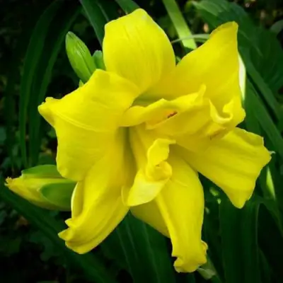 Лилейник ДАБЛ РИВЕР ВАЙ гибридный в Слуцке