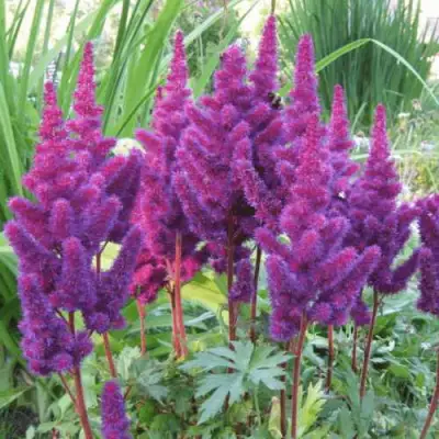 Астильба БЛЭК ЭНД БЛУ китайская в Слуцке