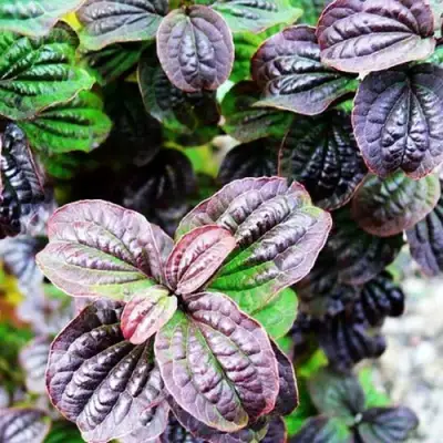 Дерен КОМПРЕССА кроваво-красный в Слуцке