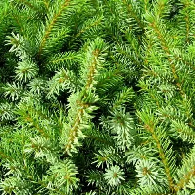 Ель НАНА сербская в Слуцке