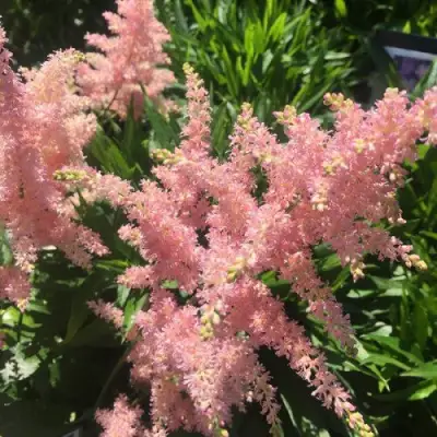 Астильба БРЕССИНГЕМ БЬЮТИ Арендса в Слуцке