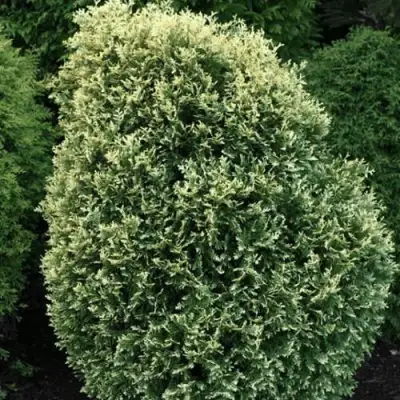 Туя ЛИТОМИШИЛ западная в Слуцке
