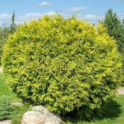 Туя ГОЛДЕН ГЛОБ западная в Слуцке