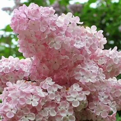 Сирень ВЕЧЕРНИЙ ЗВОН в Слуцке