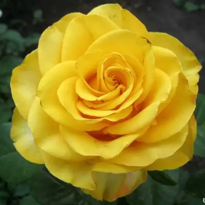 Роза КЕРИО чайно-гибридная в Слуцке