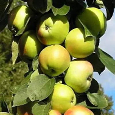 Яблоня ПРЕЗИДЕНТ колонновидная в Слуцке