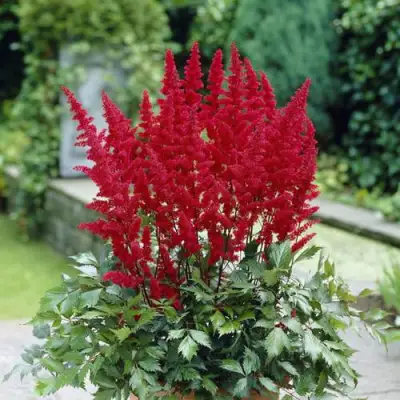 Астильба СПАРТАН Арендса в Слуцке