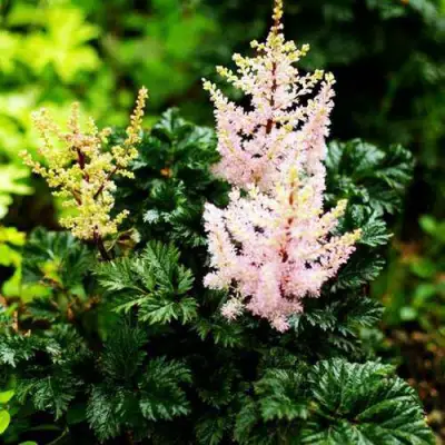 Астильба ЛИЛИПУТ курчавая в Слуцке