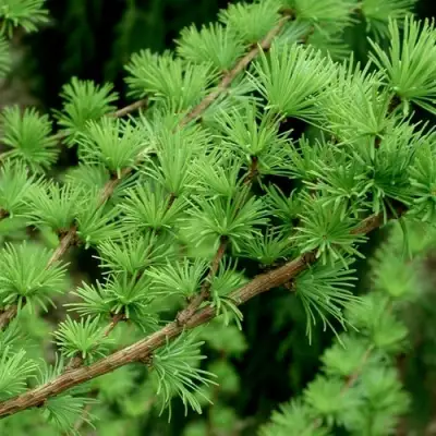 Лиственница европейская в Слуцке