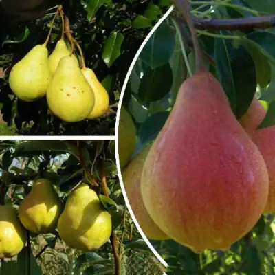 Комплект ТРИ ГРАЦИИ в Слуцке