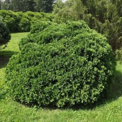 Туя УМБРАКУЛИФЕРА западная в Слуцке