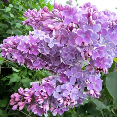 Сирень ОЛЯ в Слуцке