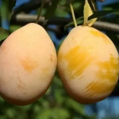 Слива ВАШИНГТОН в Слуцке