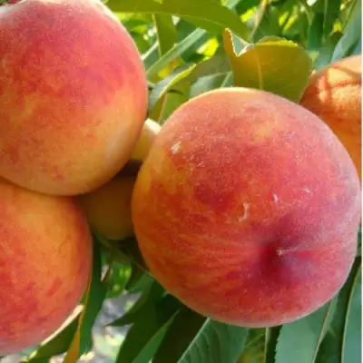 Персик ДИВНЫЙ в Слуцке