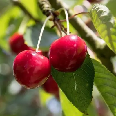 Черешня ТЕРЕМОШКА в Слуцке