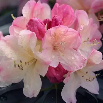 Рододендрон ПЕРСИ ВАЙСМАН в Слуцке