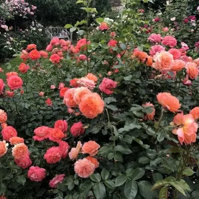 Роза БЕЛЬВЕДЕР шраб в Слуцке