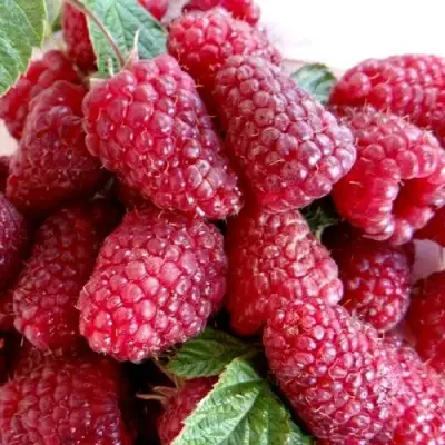 Малина КАСКАД ДЕЛАЙТ в Слуцке