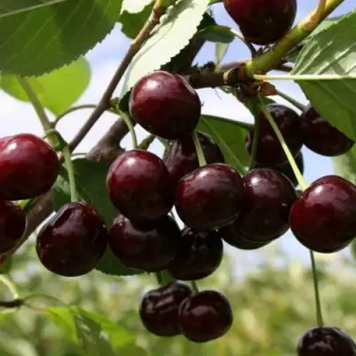 Вишня СВЕРДЛОВЧАНКА степная в Слуцке