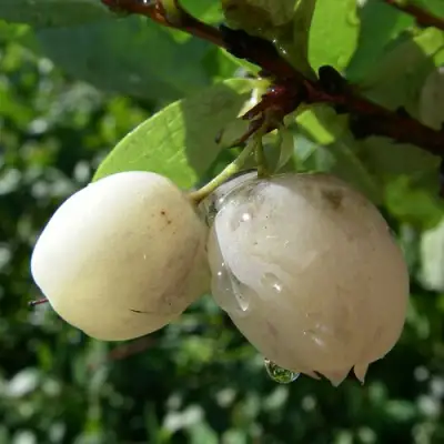 Голубика СНЕГУРОЧКА в Слуцке