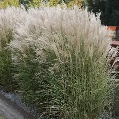 Мискантус КЛЯЙН СИЛЬБЕРСПАЙН китайский  в Слуцке