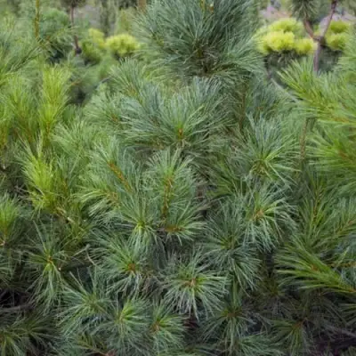 Сосна АРМАНДИ в Слуцке