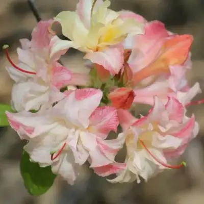 Азалия КЭННОНС ДАБЛ листопадная в Слуцке