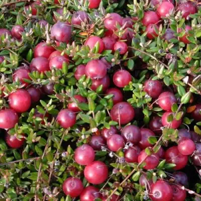 Клюква БЕН ЛИР в Слуцке