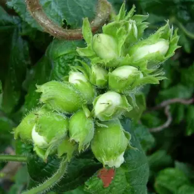 Фундук ВЕББА ЦЕННЫЙ в Слуцке