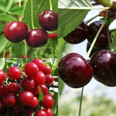 Комплект ВИШНЕВЫЙ САД в Слуцке