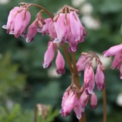 Дицентра изящная в Слуцке