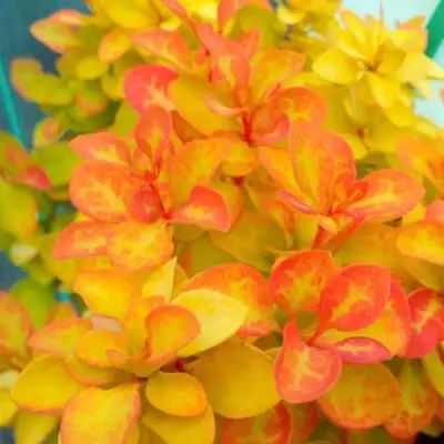 Барбарис САММЕР САНСЕТ тунберга в Слуцке