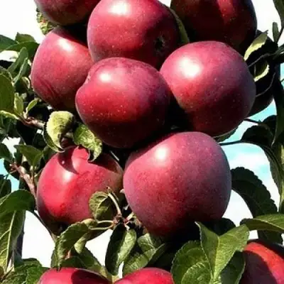 Яблоня СОЗВЕЗДИЕ колонновидная в Слуцке