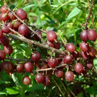 Крыжовник ОЛАВИ (ХИННОНМАЕН ПУНАЙНЕН) в Слуцке