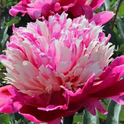 Пион ДЕЙДРИМ травянистый в Слуцке