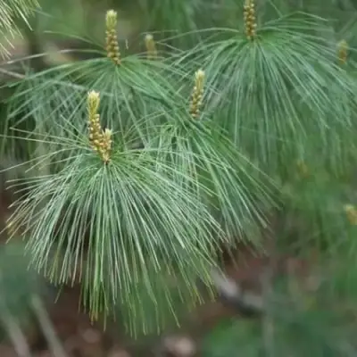 Сосна АРМАНДИ в Слуцке