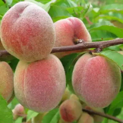 Персик ЕЛГАВСКИЙ в Слуцке