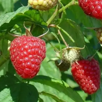 Малина ТАДМОР в Слуцке